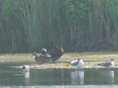 Plegadis falcinellus