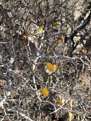 Pseudoziziphus parryi