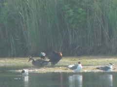 Plegadis falcinellus