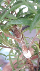 Icerya
