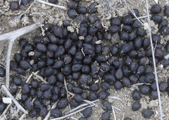 Odocoileus hemionus californicus