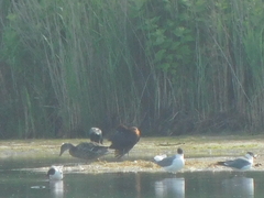 Plegadis falcinellus