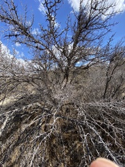 Pseudoziziphus parryi