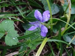Viola riviniana