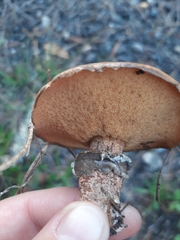 Suillus salmonicolor