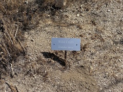 Pseudoziziphus parryi