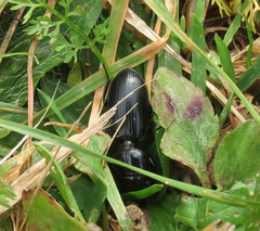 Scarites subterraneus