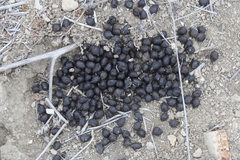 Odocoileus hemionus californicus