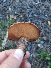 Suillus salmonicolor