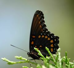 Limenitis arthemis arizonensis