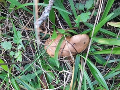 Suillus salmonicolor