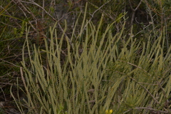 Banksia dallanneyi