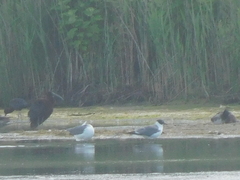 Plegadis falcinellus