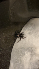Herpyllus ecclesiasticus