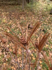 Pinus resinosa