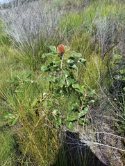 Banksia robur