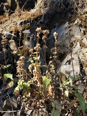 Penstemon serrulatus
