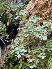 Aquilegia chrysantha
