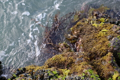 Carpophyllum maschalocarpum