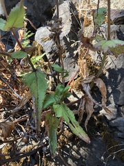 Penstemon serrulatus
