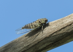 Cicadidae