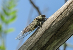 Cicadidae