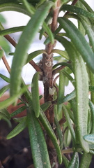 Icerya
