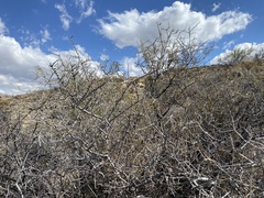 Prunus fasciculata