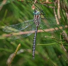 Spinaeschna tripunctata