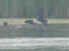 Plegadis falcinellus