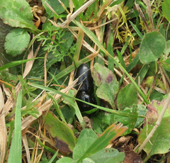 Scarites subterraneus