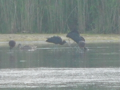 Plegadis falcinellus