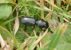 Scarites subterraneus