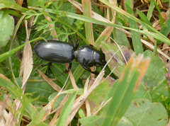 Scarites subterraneus