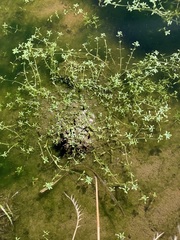 Callitriche palustris