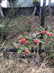 Cotoneaster franchetii