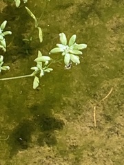 Callitriche palustris