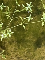 Callitriche palustris