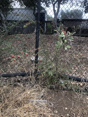 Cotoneaster franchetii