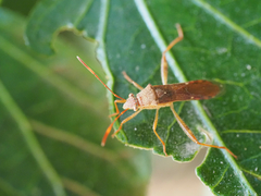 Burtinus notatipennis