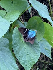 Astraptes fulgerator azul