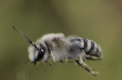 Apinae