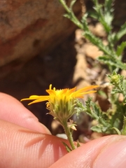 Xanthisma scabrellum