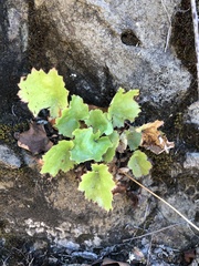 Heuchera