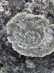 Arctoparmelia