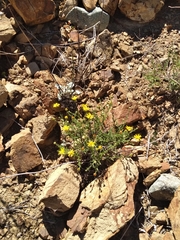 Xanthisma scabrellum