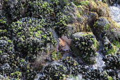 Stichaster australis