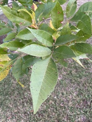 Fraxinus pennsylvanica