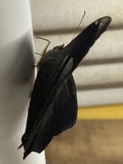 Corades pannonia