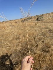 Sisymbrium altissimum